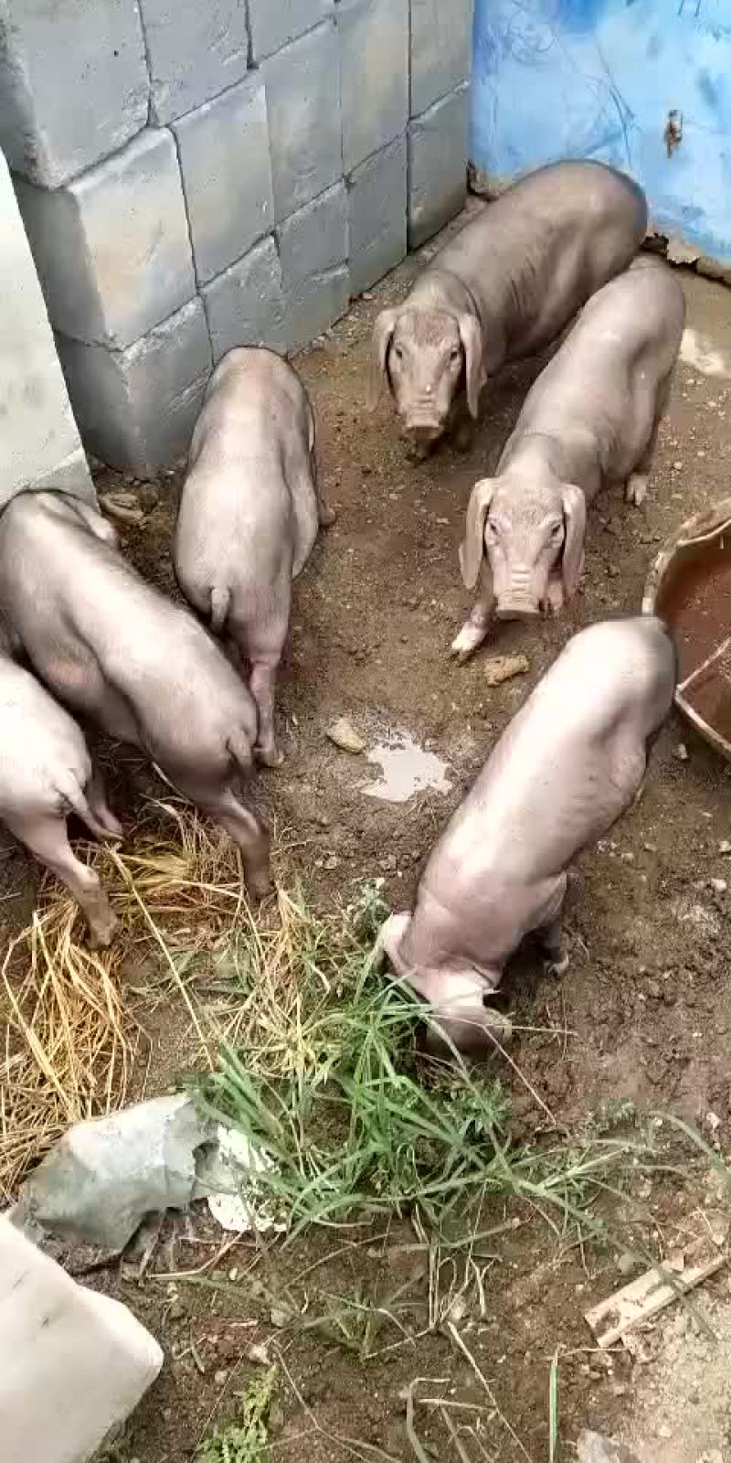 原种太湖母猪，苏太母猪