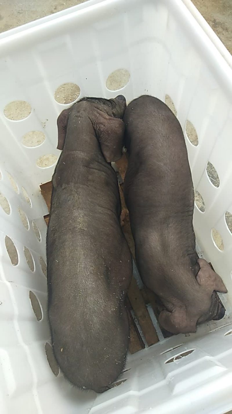原种太湖母猪，苏太母猪