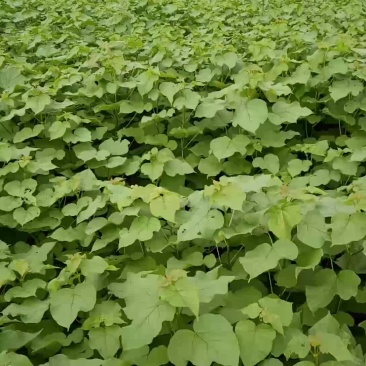 梓树小苗