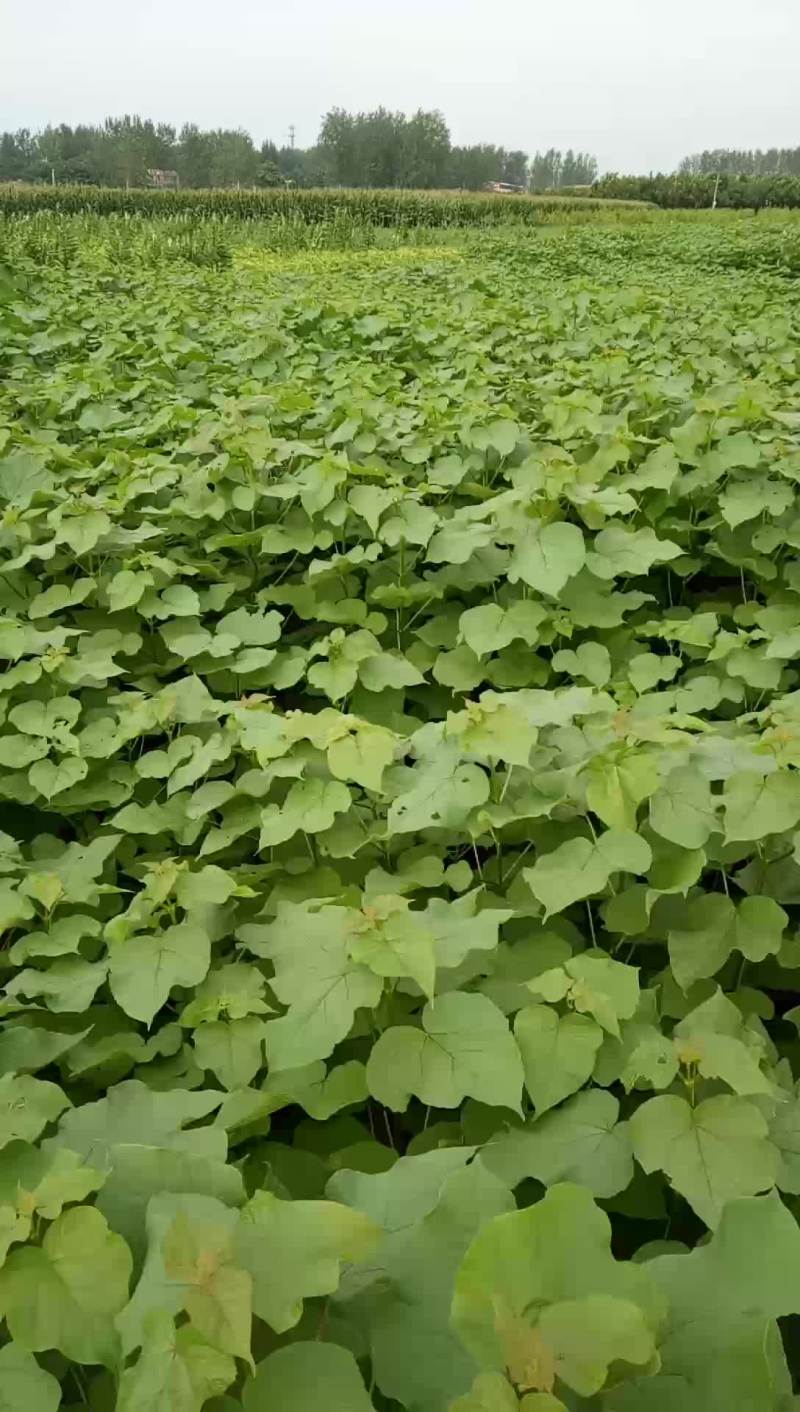 梓树小苗