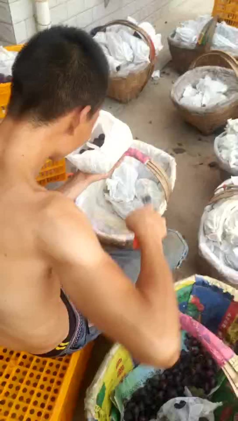 巨峰葡萄上市了