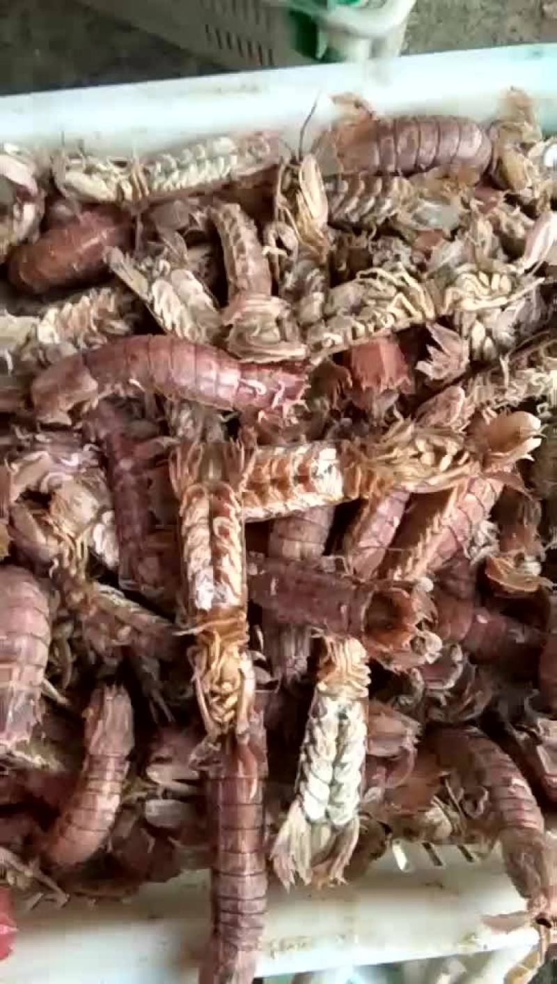 渤海特产，琵琶虾，皮皮虾