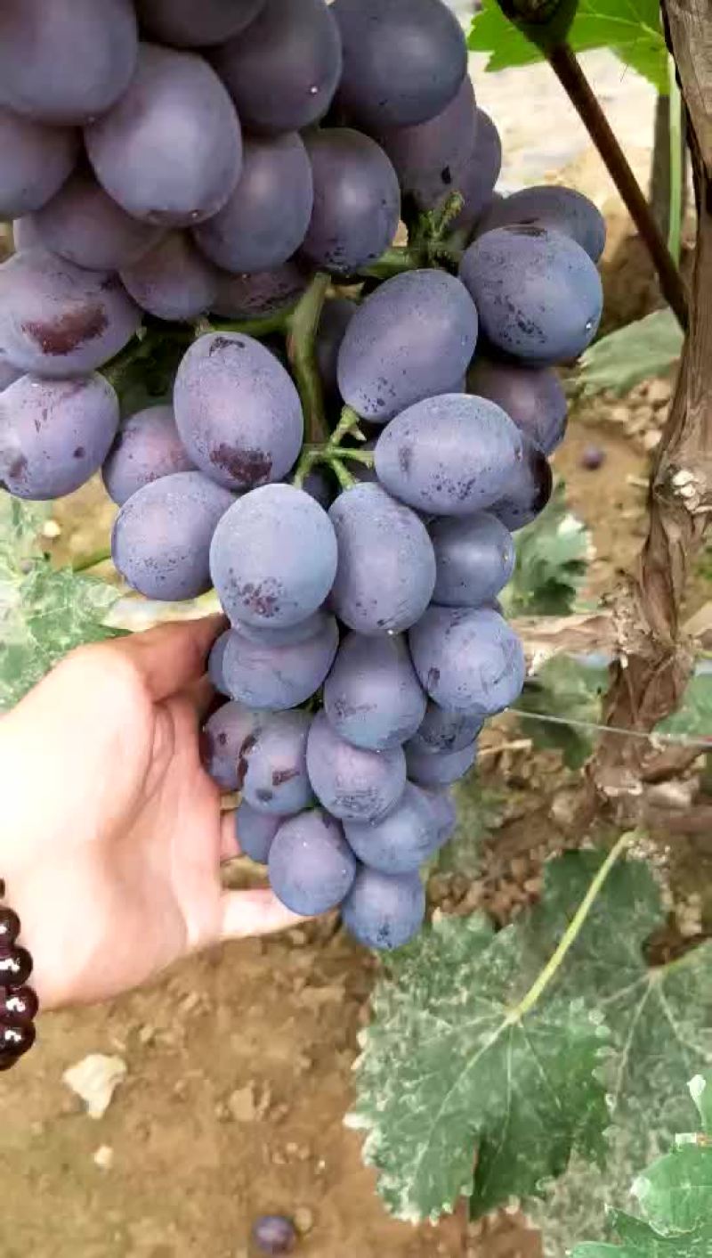 辽宁锦州北镇冷棚辽峰葡萄，质量好，嘎嘎甜