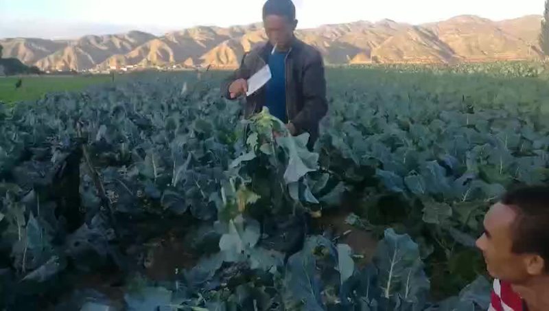 栽苗器