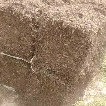 益母草