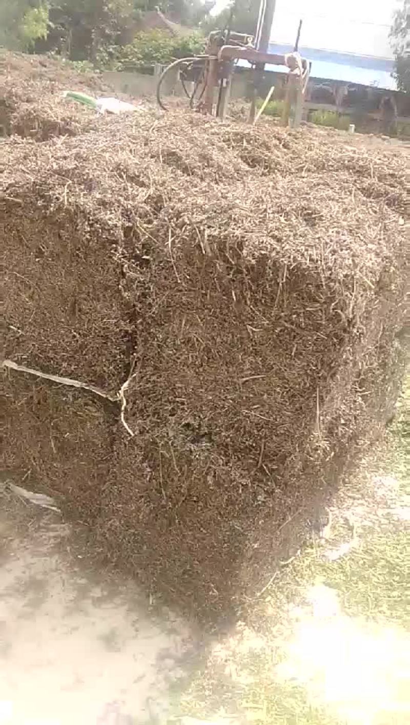 益母草