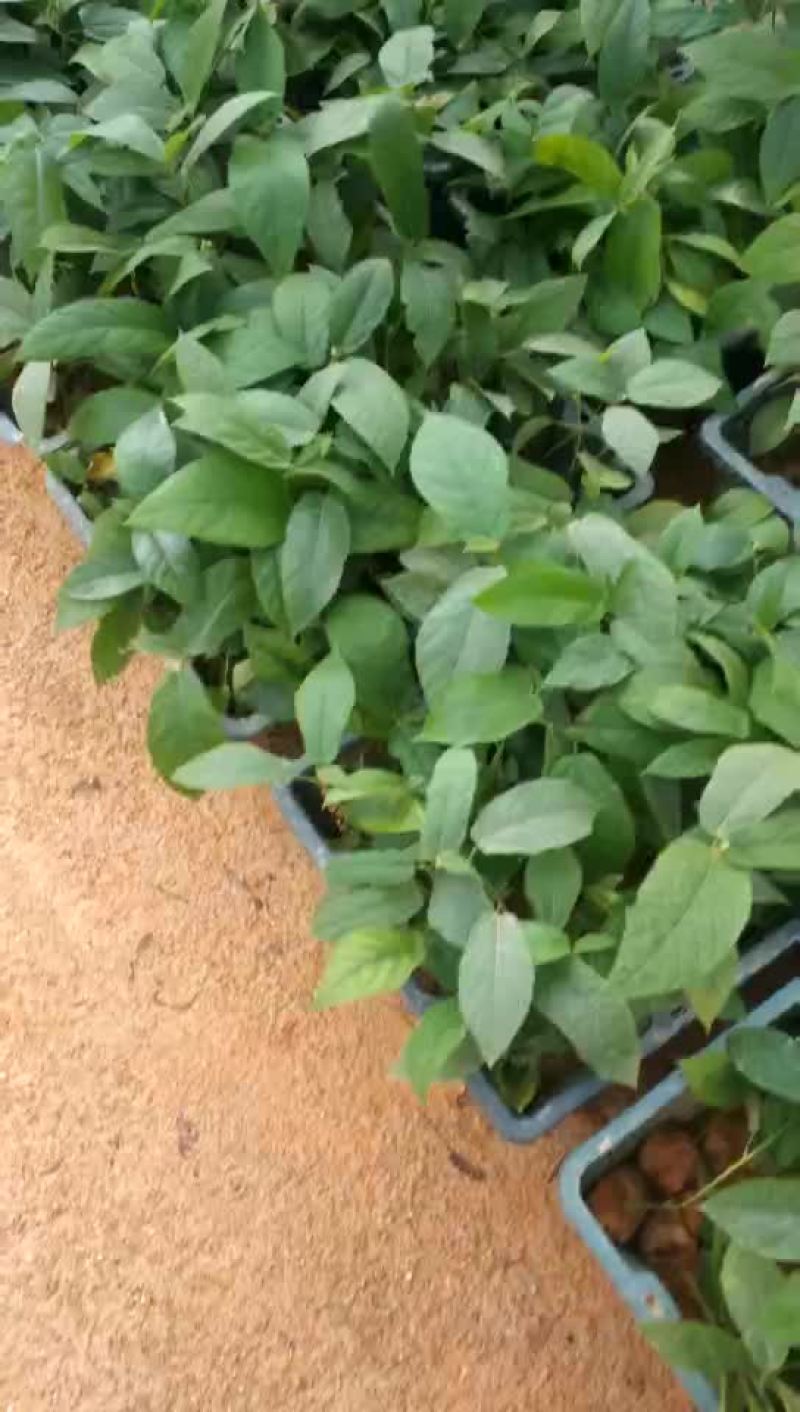 五指毛桃苗