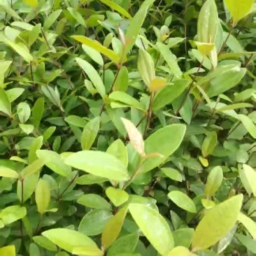 金菇娘，《捻子》