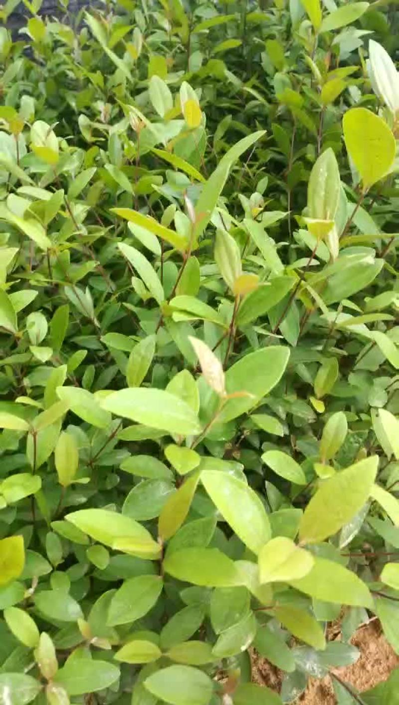 金菇娘，《捻子》