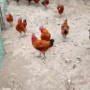 散养土鸡