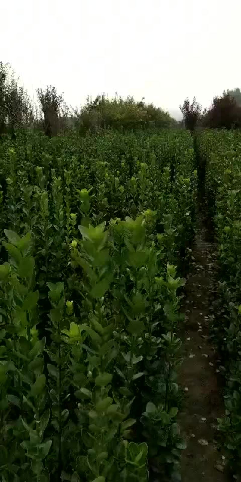 北海道黄杨一手货源量大从优