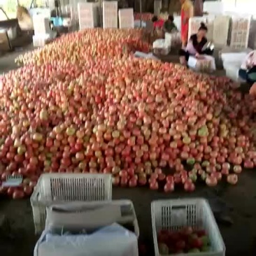 西红柿🍅