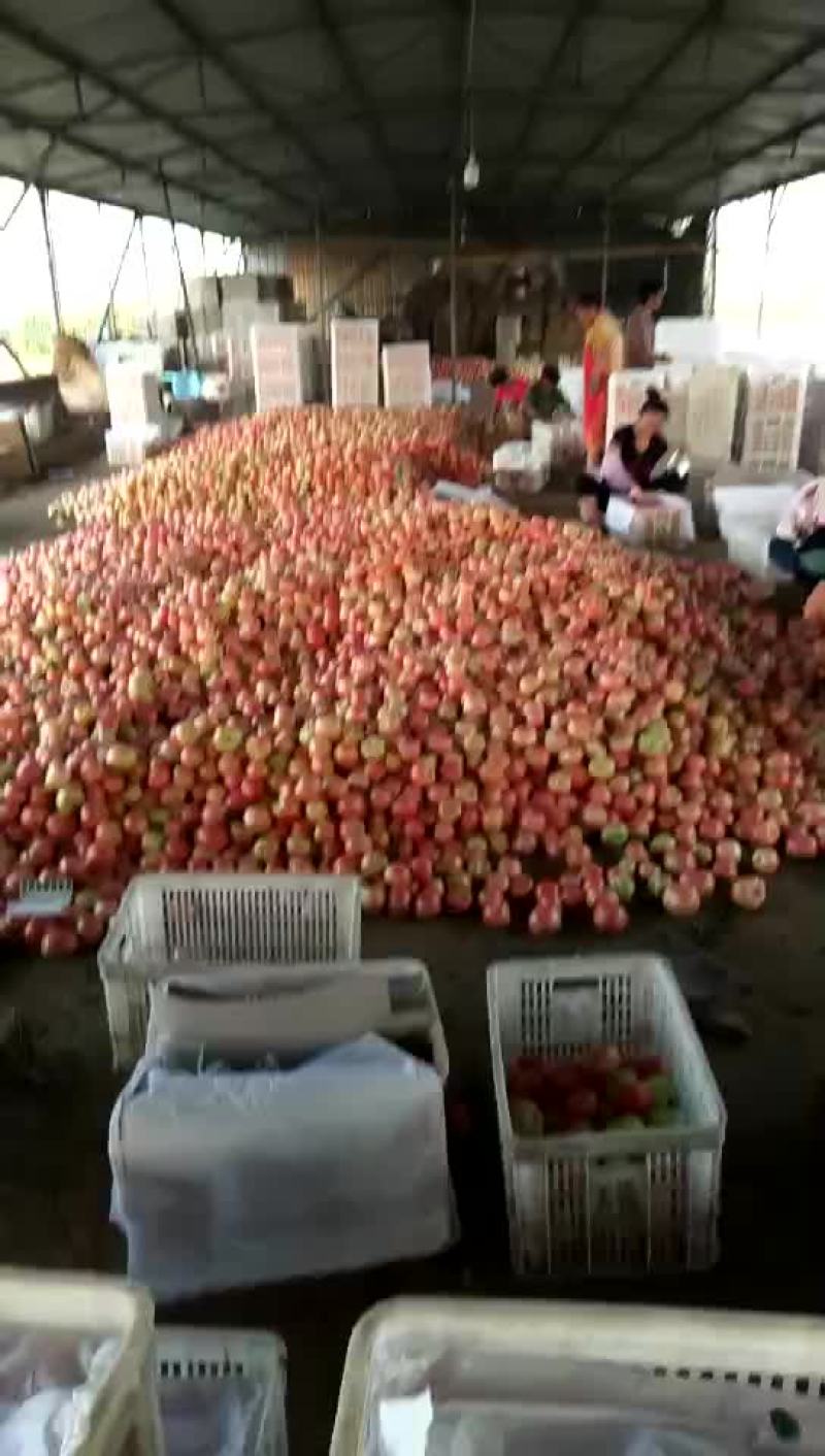 西红柿🍅