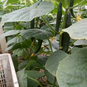 精品油量黄瓜