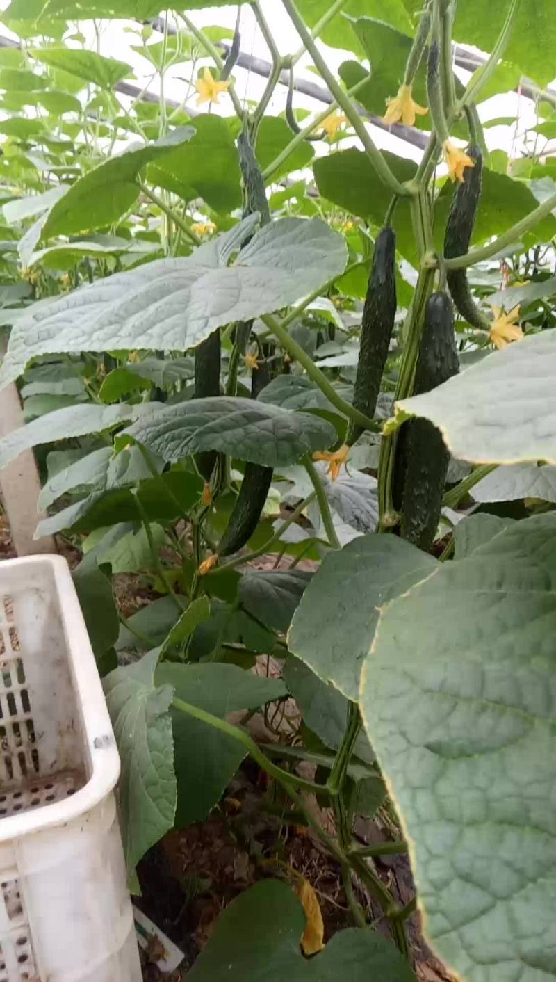 精品油量黄瓜