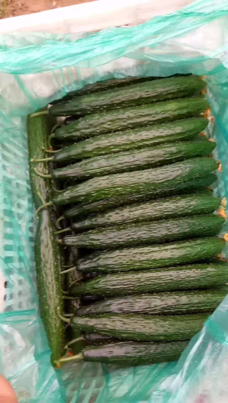 精品油量黄瓜