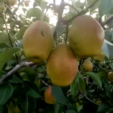 红香酥