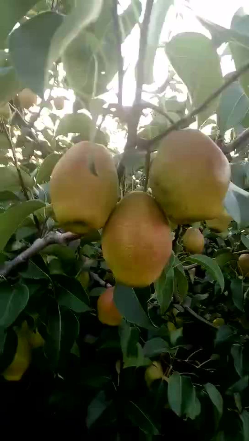 红香酥