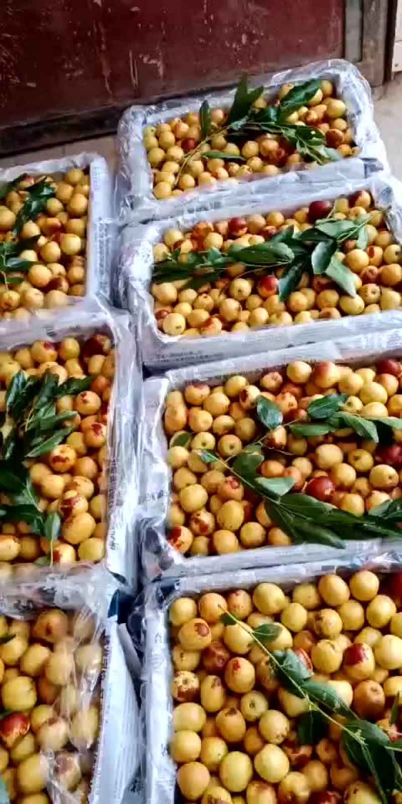 大棚有机冬枣，皮薄肉脆，通货，一箱五斤十五一斤，不包邮，