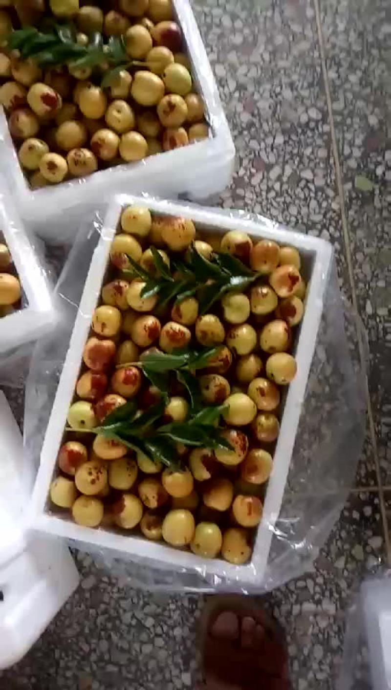 大棚有机冬枣，皮薄肉脆，通货，一箱五斤十五一斤，不包邮，
