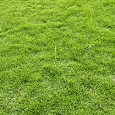 马尼拉草皮