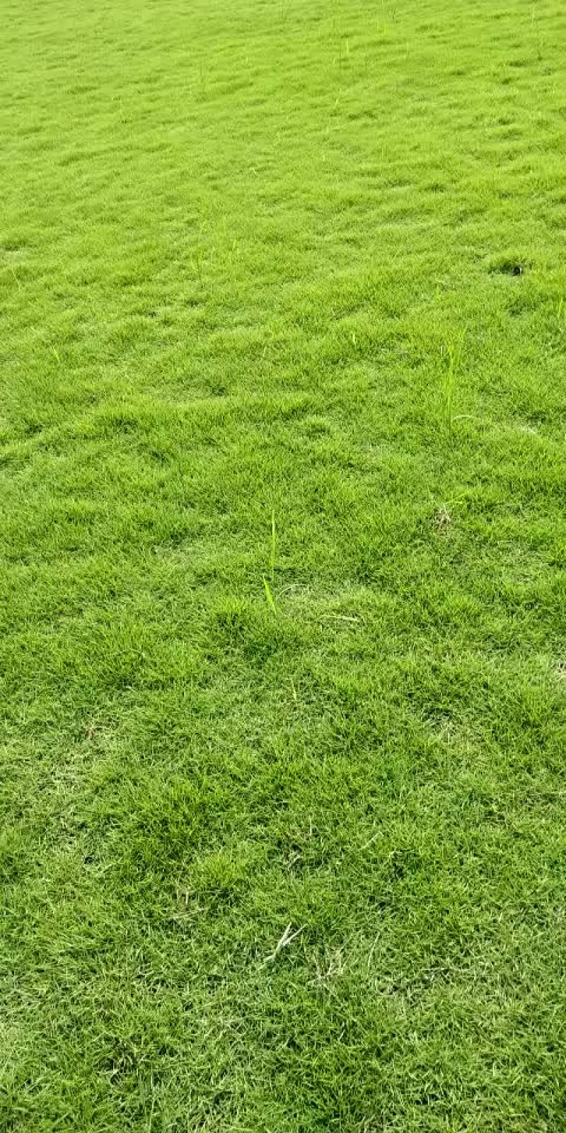 马尼拉草皮