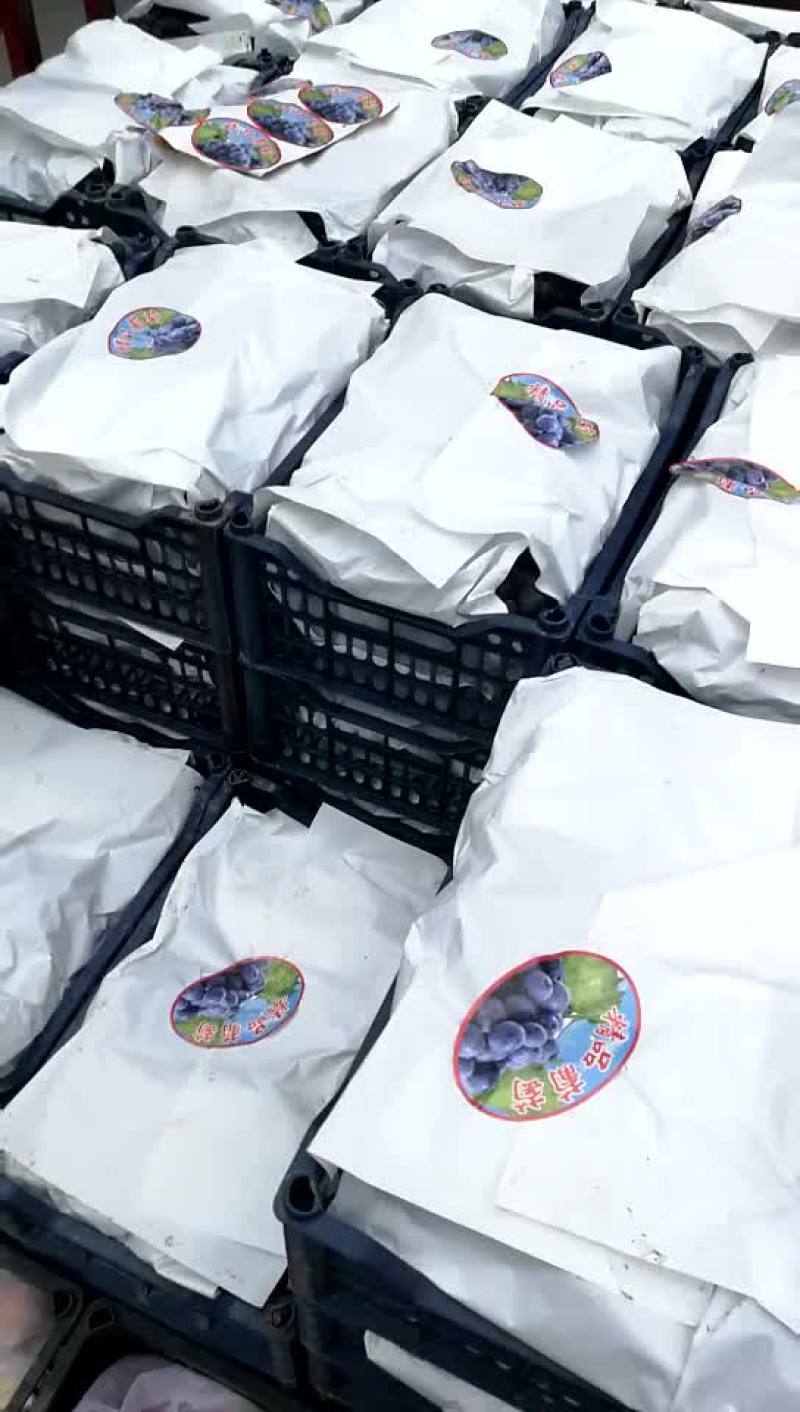 代发代收，全国个地，各种水果以诚信经营，以质量回报客户，