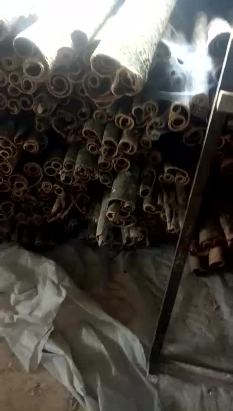 厚朴个子