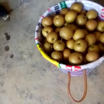 黄花梨，长十郎，糖梨，