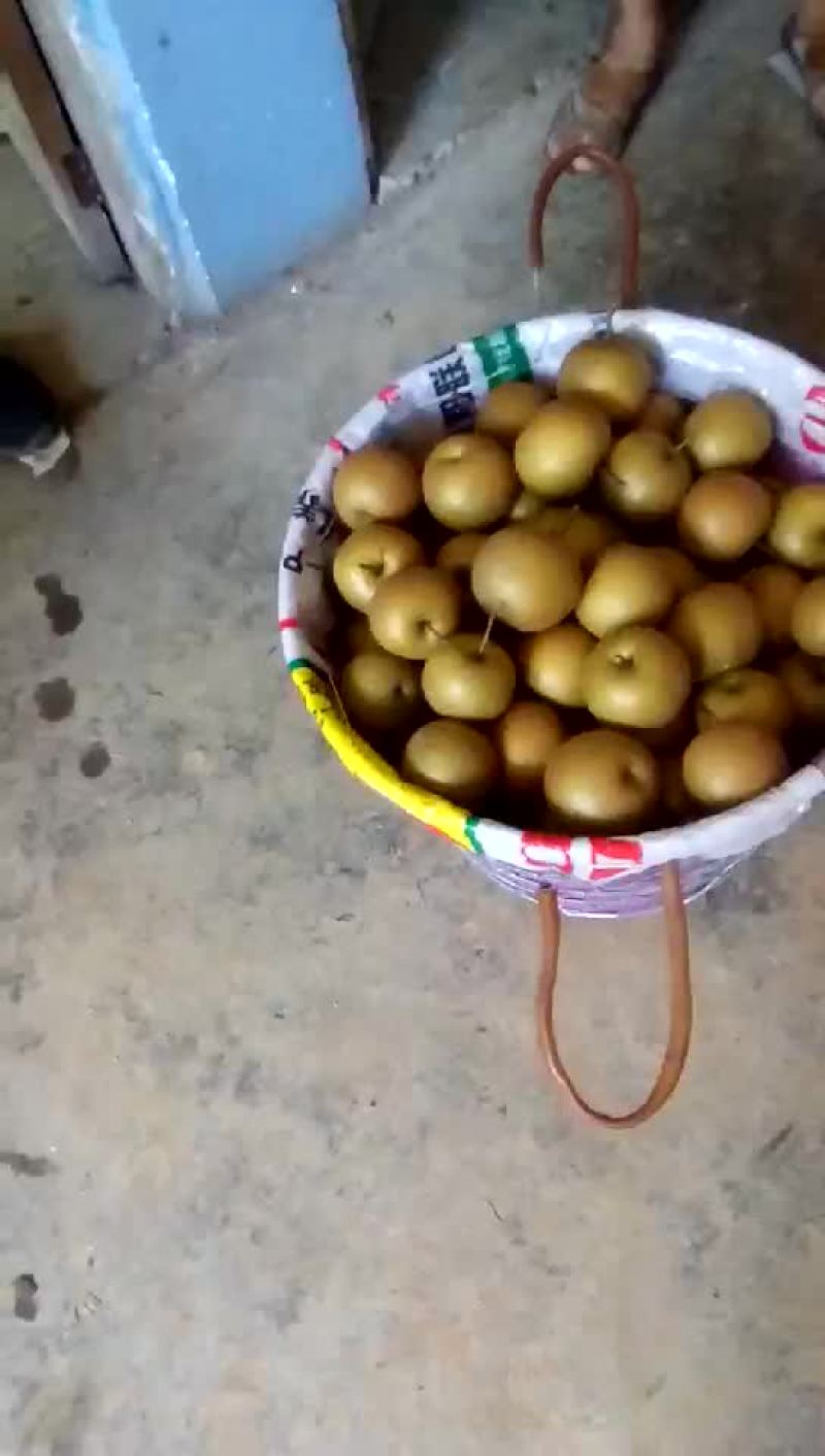 黄花梨，长十郎，糖梨，