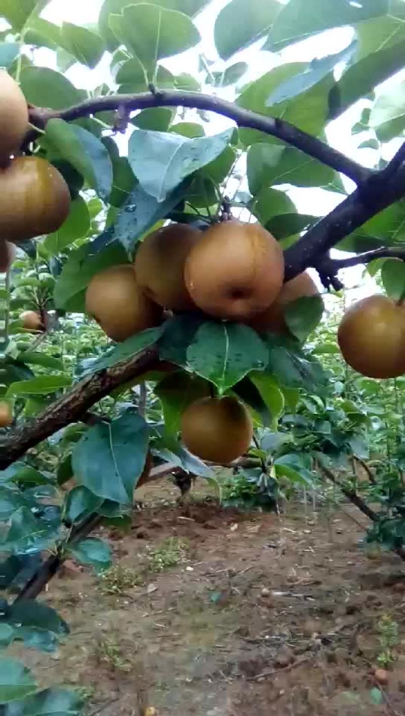 黄花梨，长十郎，糖梨，