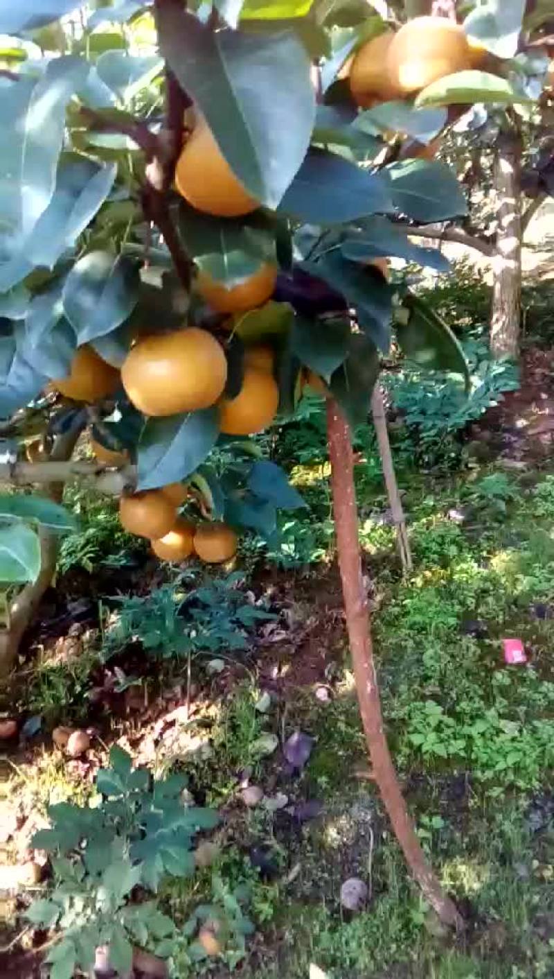 黄花梨，长十郎，糖梨，