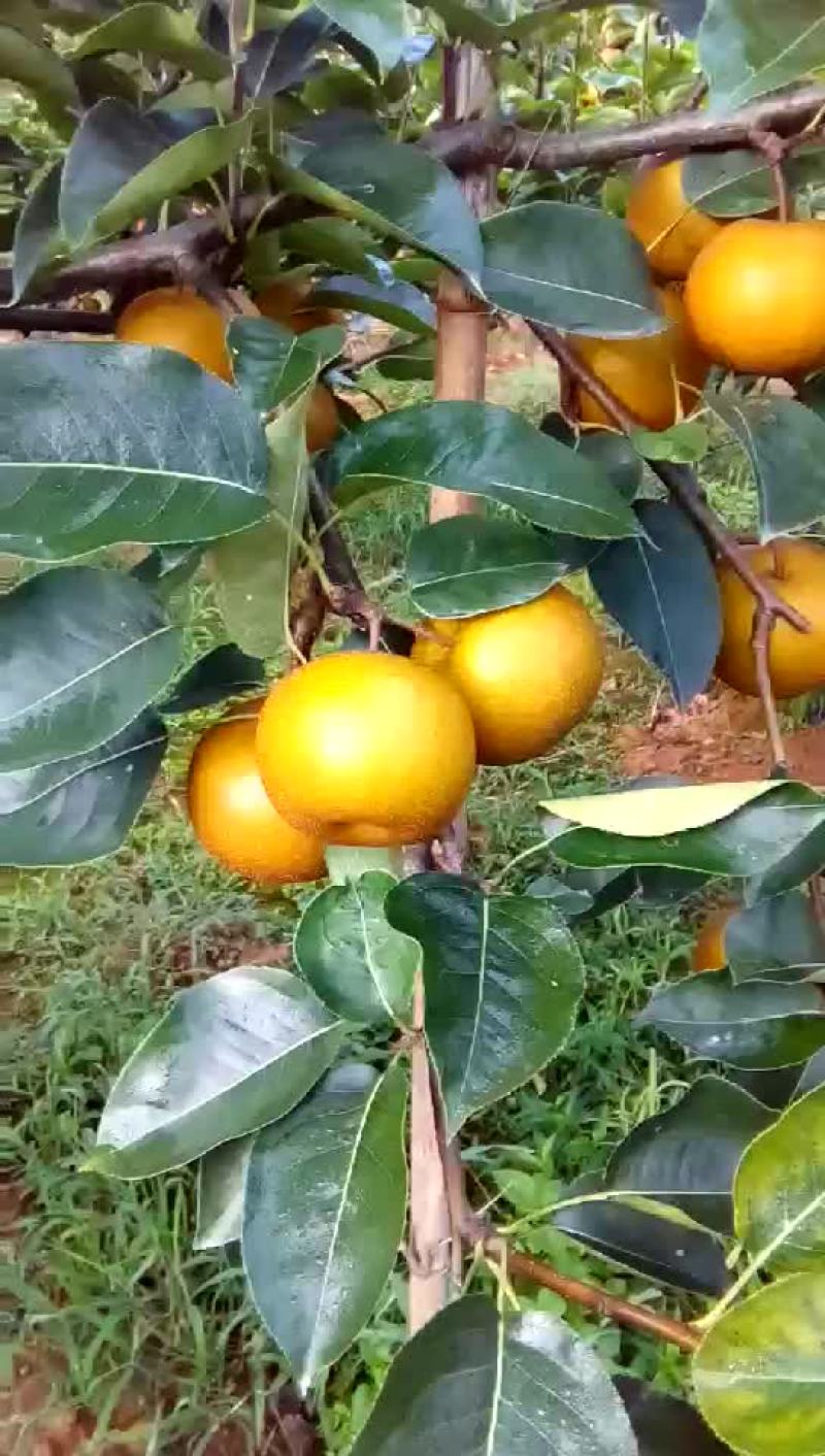 黄花梨，长十郎，糖梨，