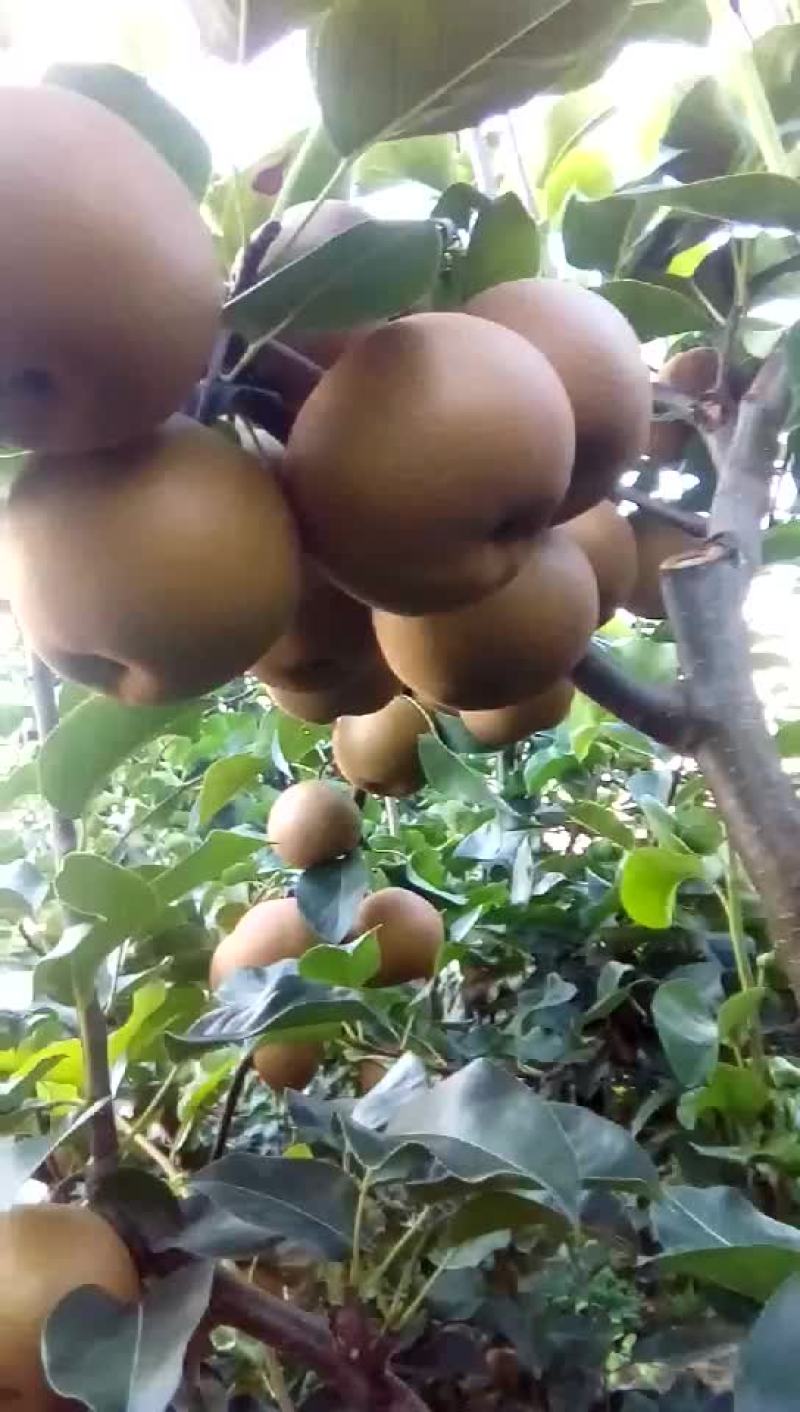 黄花梨，长十郎，糖梨，