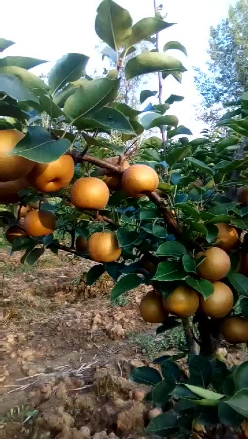 黄花梨，长十郎，糖梨，
