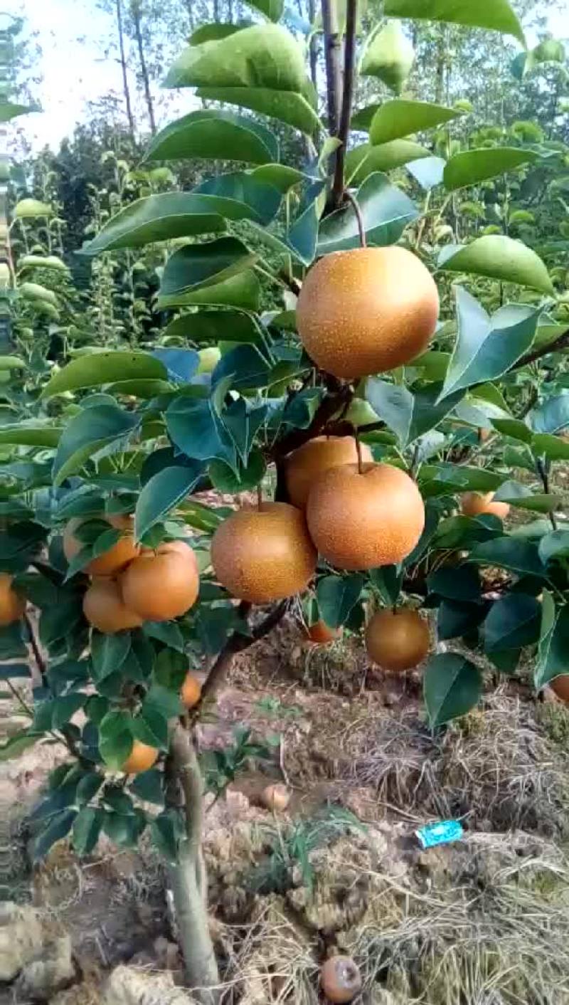 黄花梨，长十郎，糖梨，