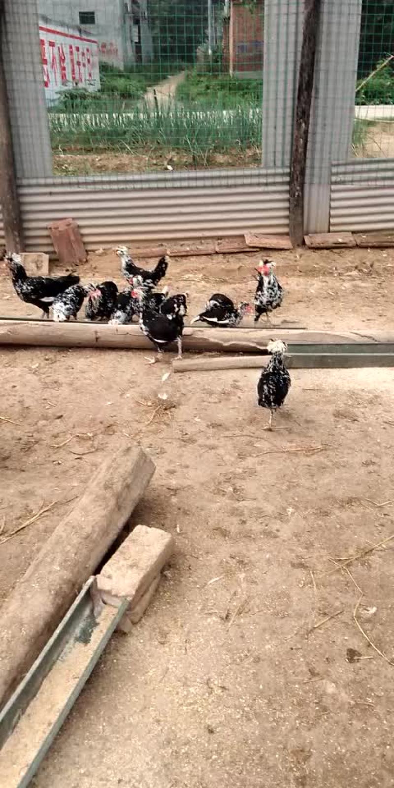 贵妃鸡