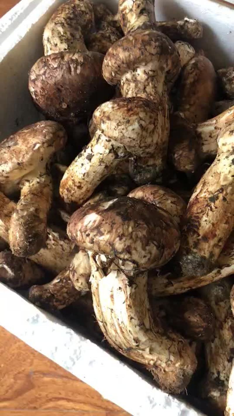 松茸干片