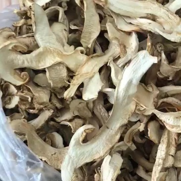松茸干片