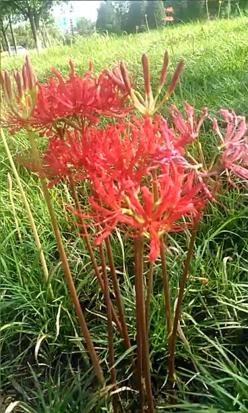 石蒜