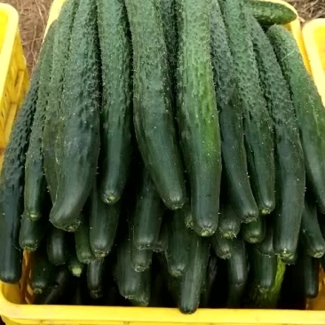 黄瓜