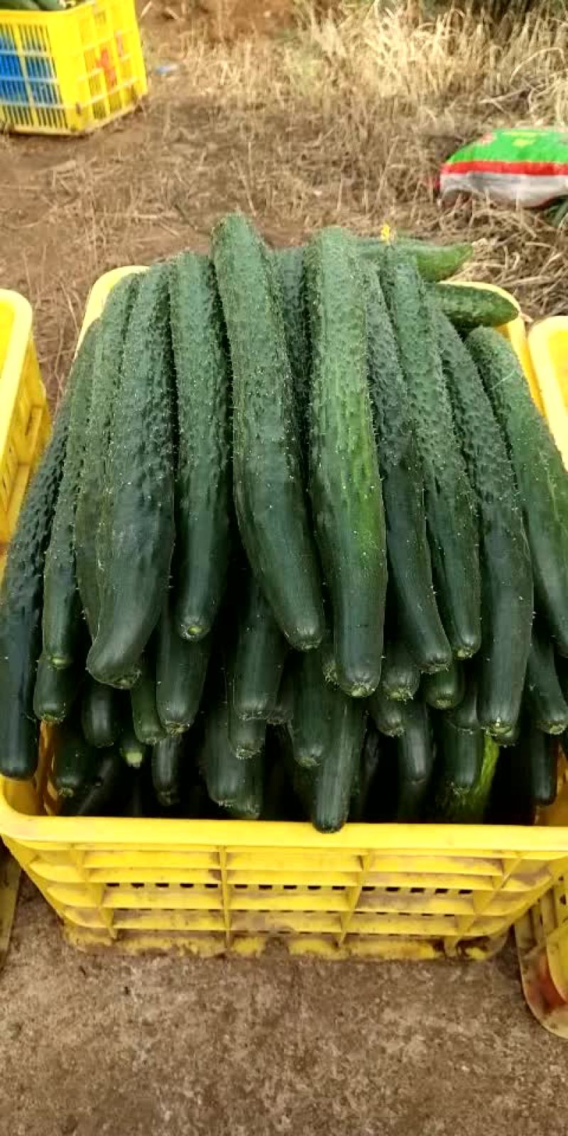 黄瓜