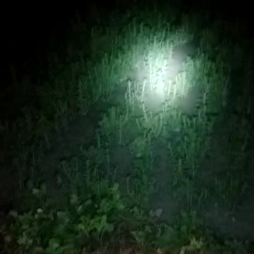 甘肃酒泉甜叶菊