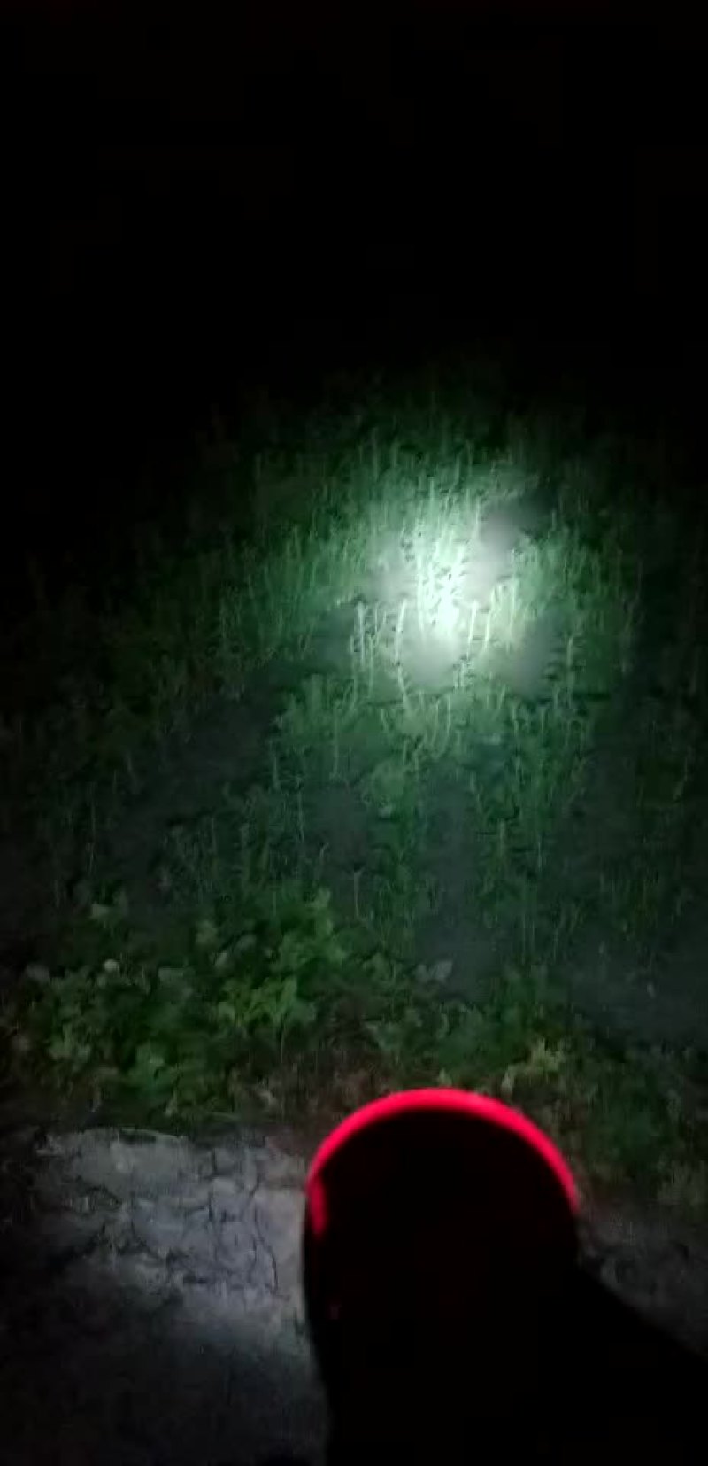 甘肃酒泉甜叶菊