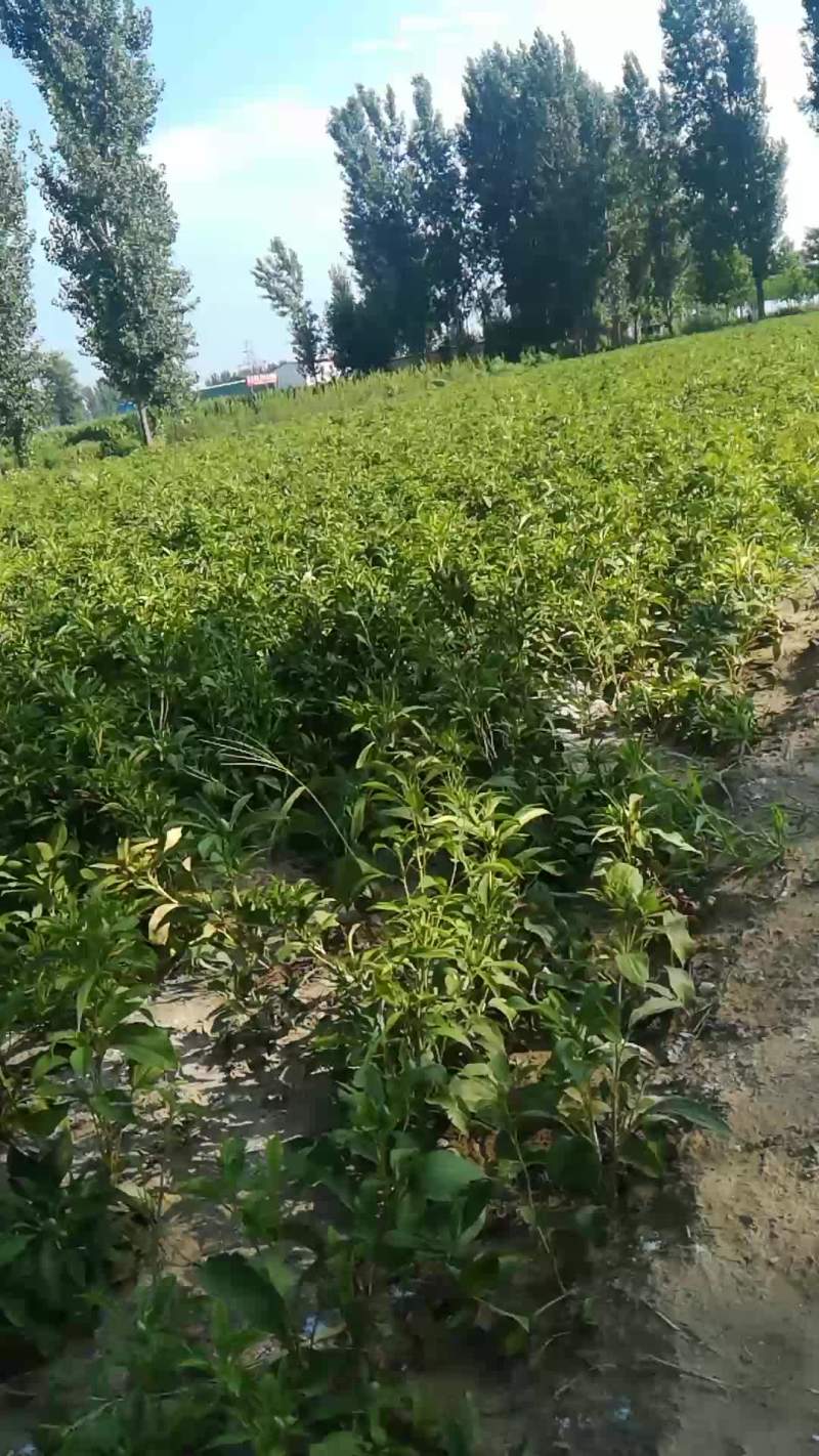 百亩种植白术种苗基