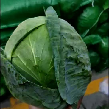 精品小铁头园菜