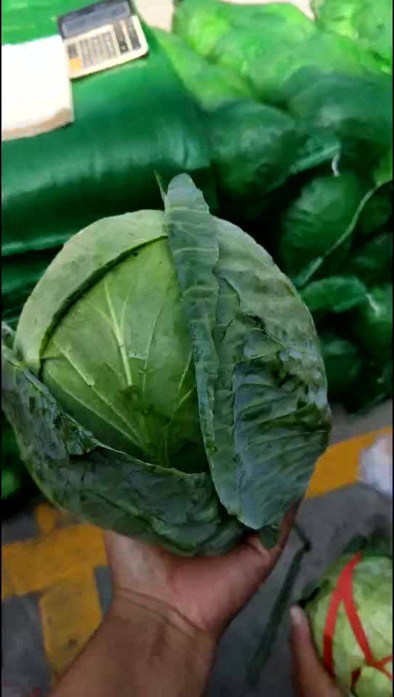 精品小铁头园菜