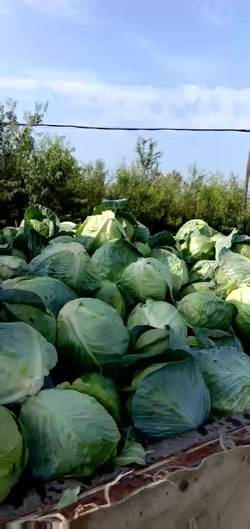 精品小铁头园菜