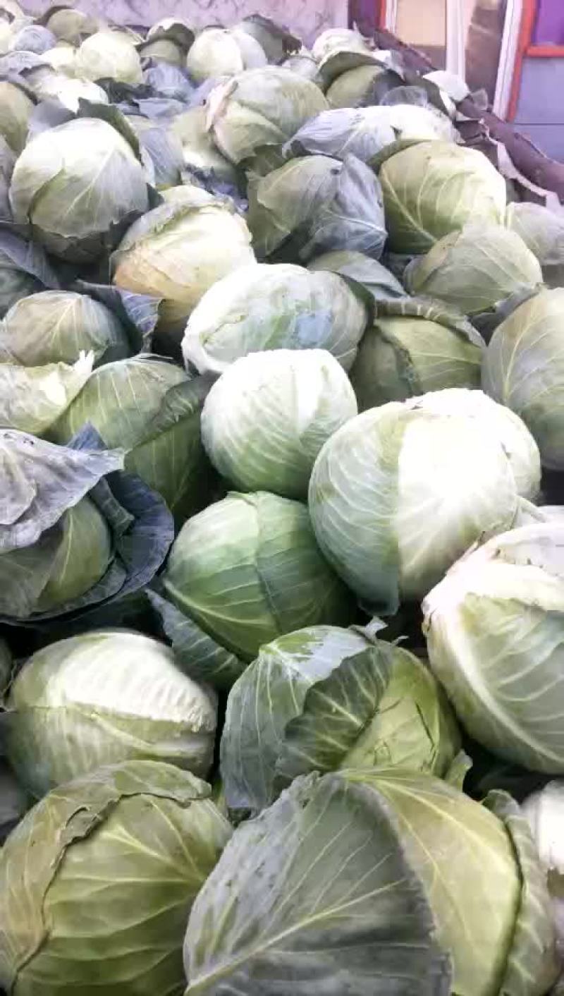 精品小铁头园菜