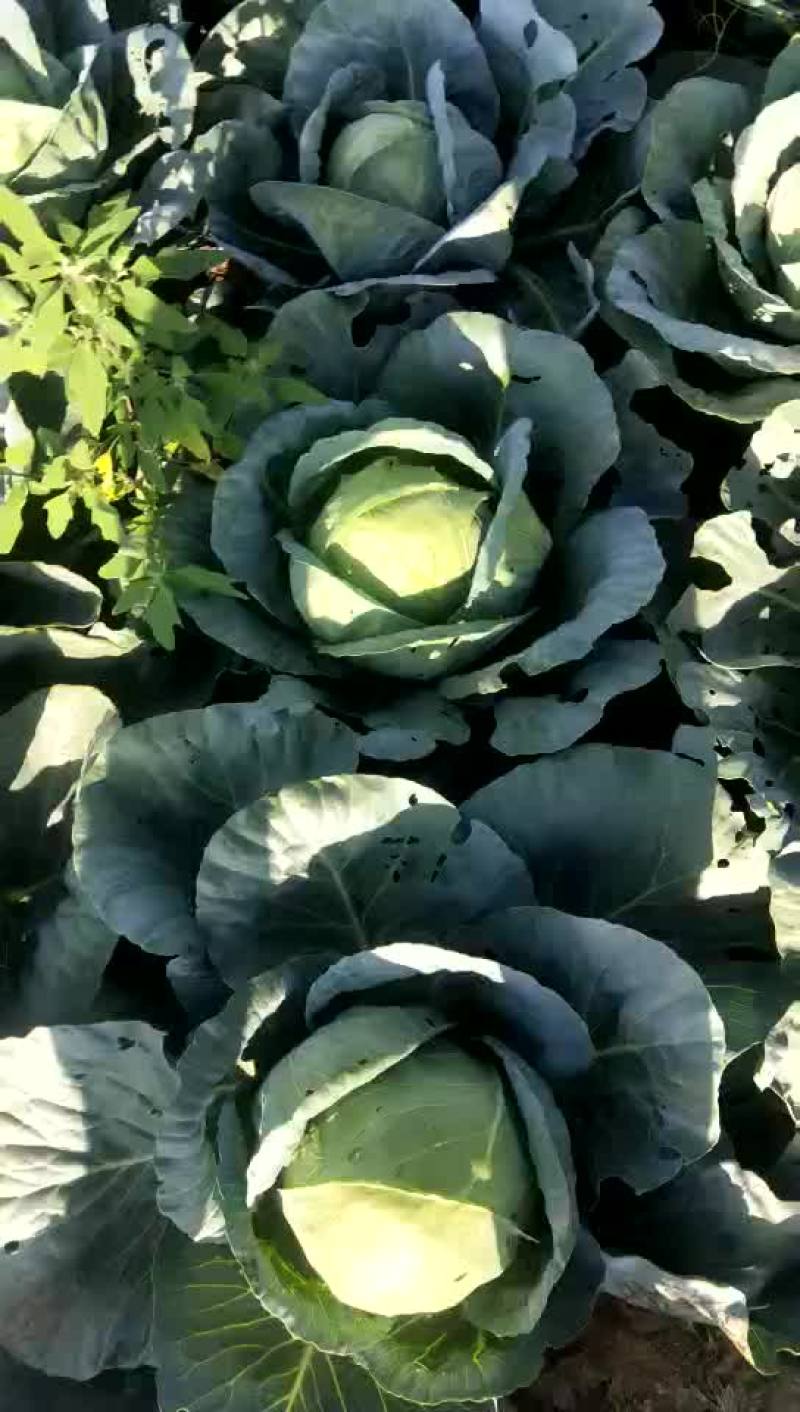 精品小铁头园菜